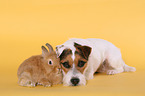 dog and rabbit