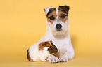 dog and guinea pig