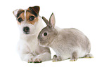 dog and rabbit