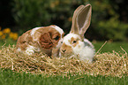 dog and rabbit