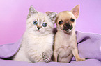 Chihuahua Puppy and British Shorthair Kitten