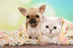 Chihuahua Puppy and British Shorthair Kitten