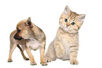 Chihuahua Puppy and British Shorthair Kitten