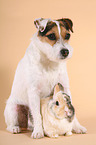 Jack Russell Terrier and dwarf rabbit