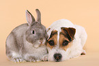 Jack Russell Terrier and dwarf rabbit