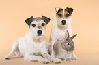 Parson Russell Terrier and dwarf rabbit