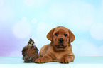 Labrador Retriever puppy and silky chicken