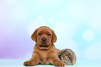 Labrador Retriever puppy and bunny