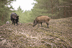 eurasian greywolf and wildboar