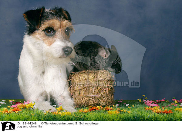 Hund und Chinchilla / dog and chinchilla / SS-14248