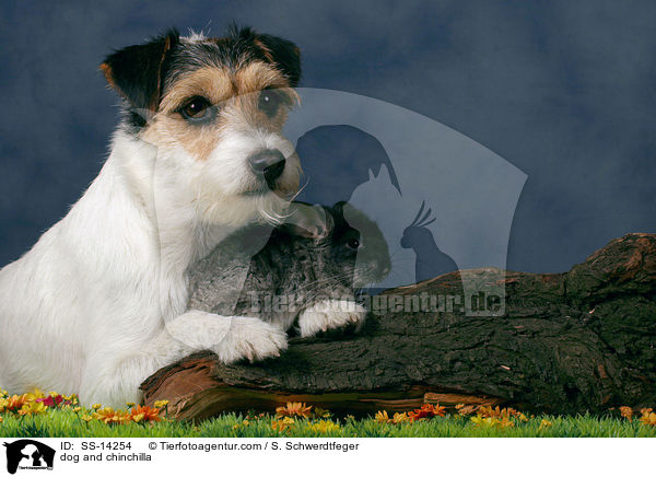 Hund und Chinchilla / dog and chinchilla / SS-14254