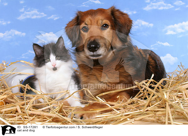 Hund und Katze / cat and dog / SS-17281