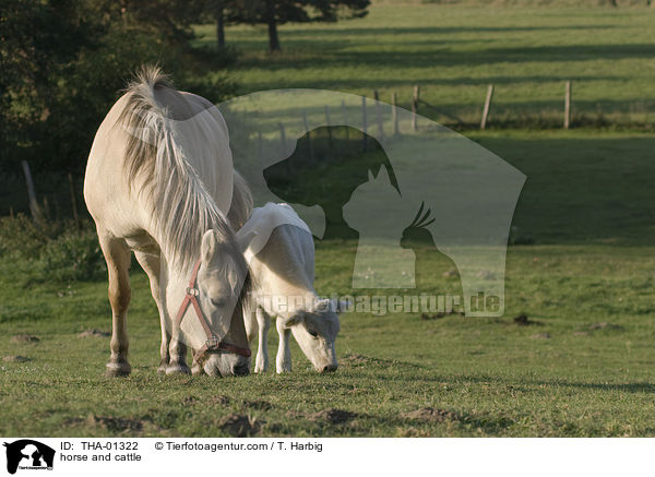 horse and cattle / THA-01322