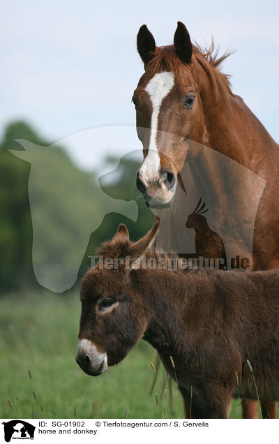 Pferd und Esel / horse and donkey / SG-01902