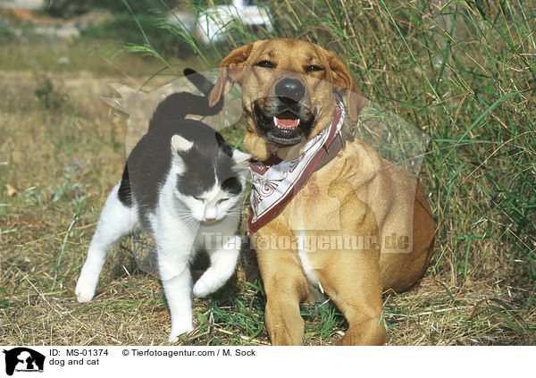 Hund und Katze / dog and cat / MS-01374