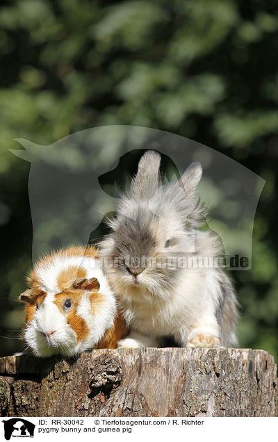 Zwergkaninchen & Meerschweinchen / pygmy bunny and guinea pig / RR-30042