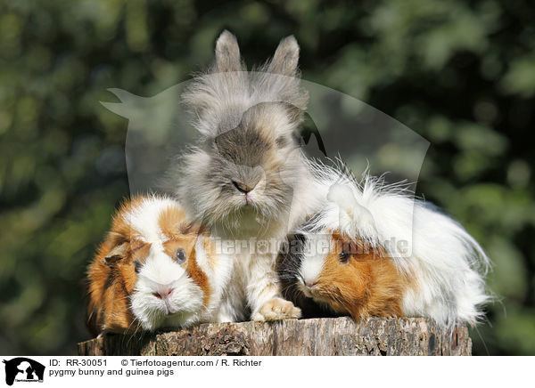 pygmy bunny and guinea pigs / RR-30051