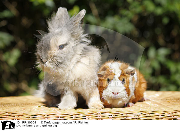 pygmy bunny and guinea pig / RR-30054