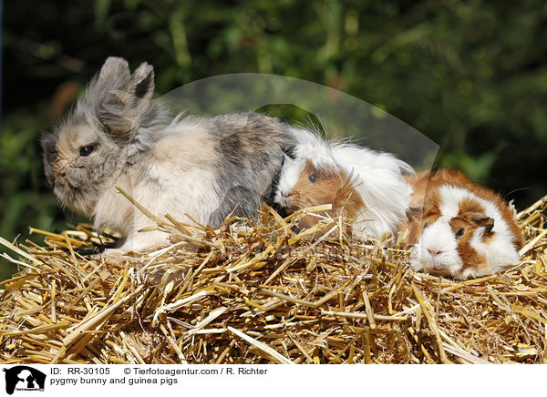 Kaninchen & Meerschweinchen / pygmy bunny and guinea pigs / RR-30105