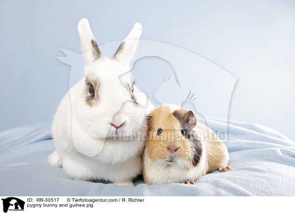 Zwergkaninchen & Meerschwein / pygmy bunny and guinea pig / RR-30517