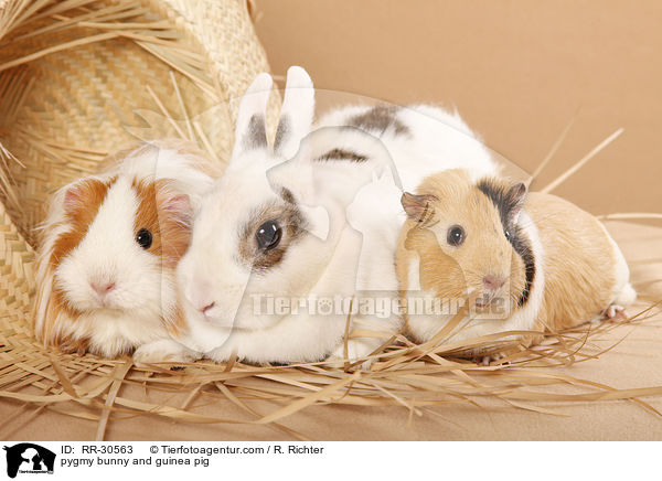 Zwergkaninchen & Meerschwein / pygmy bunny and guinea pig / RR-30563