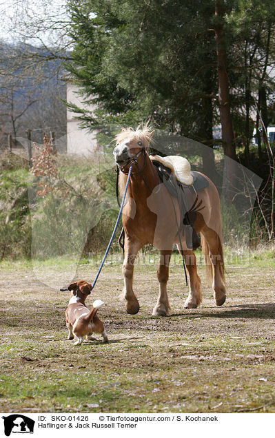 Haflinger & Jack Russell Terrier / SKO-01426
