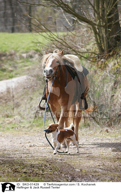 Haflinger & Jack Russell Terrier / SKO-01429