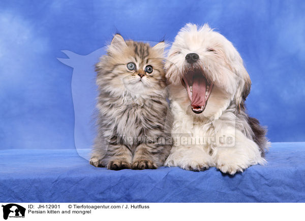 Perserktzchen und Yorkshire-Malteser-Mix / Persian kitten and mongrel / JH-12901