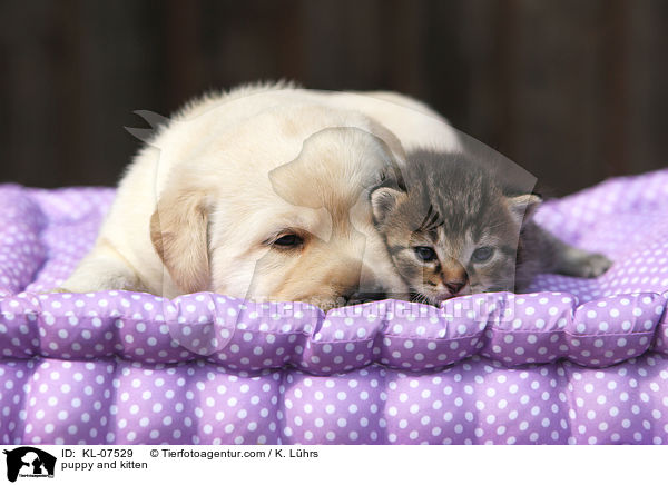 puppy and kitten / KL-07529