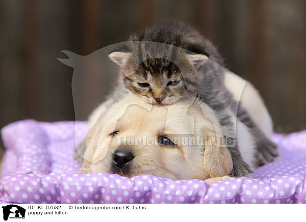 puppy and kitten / KL-07532