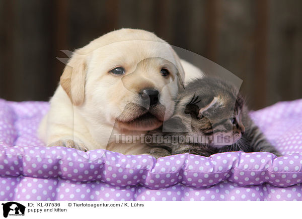 Hundewelpe und Ktzchen / puppy and kitten / KL-07536