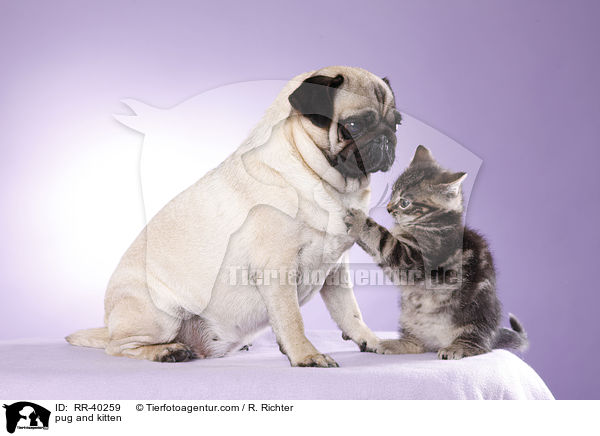 pug and kitten / RR-40259