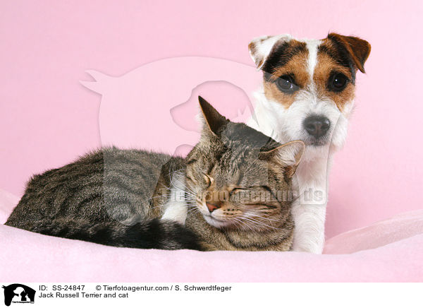 Jack Russell Terrier and cat / SS-24847