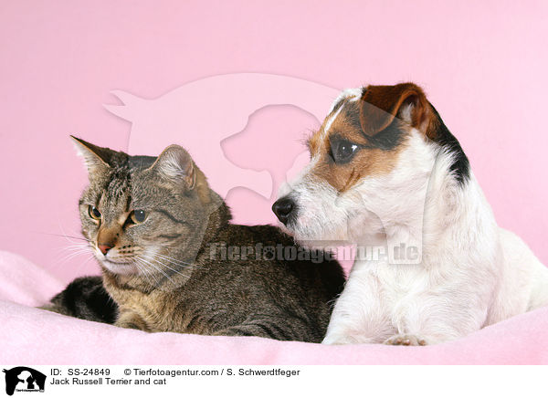 Jack Russell Terrier and cat / SS-24849