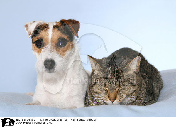 Jack Russell Terrier and cat / SS-24852