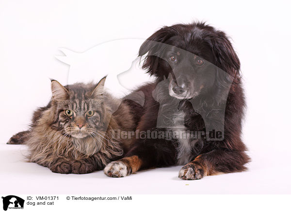 dog and cat / VM-01371