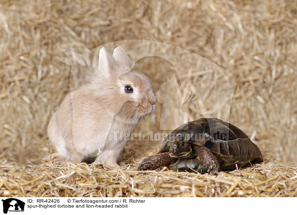 Maurische Landschildkrte und Lwenkpfchen / spur-thighed tortoise and lion-headed rabbit / RR-42426