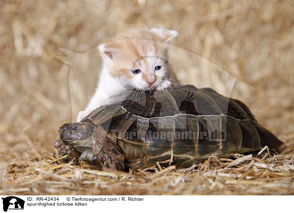 Maurische Landschildkrte und Ktzchen / spur-thighed tortoise kitten / RR-42434