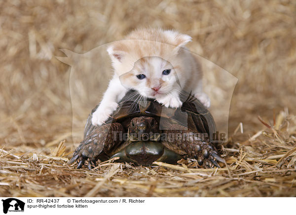 Maurische Landschildkrte und Ktzchen / spur-thighed tortoise kitten / RR-42437