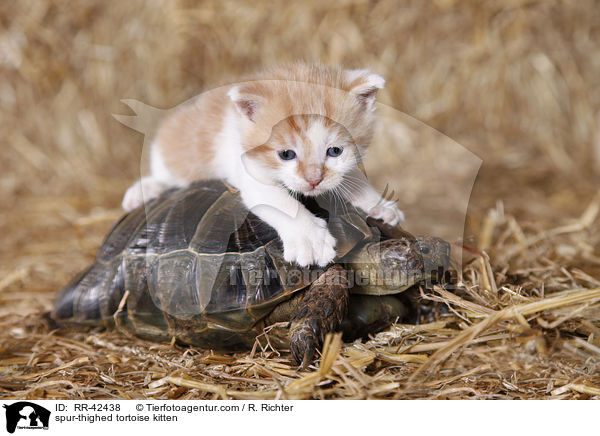 Maurische Landschildkrte und Ktzchen / spur-thighed tortoise kitten / RR-42438