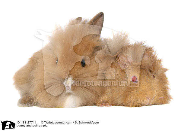 Kaninchen und Meerschwein / bunny and guinea pig / SS-27711