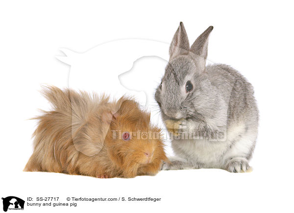 Kaninchen und Meerschwein / bunny and guinea pig / SS-27717