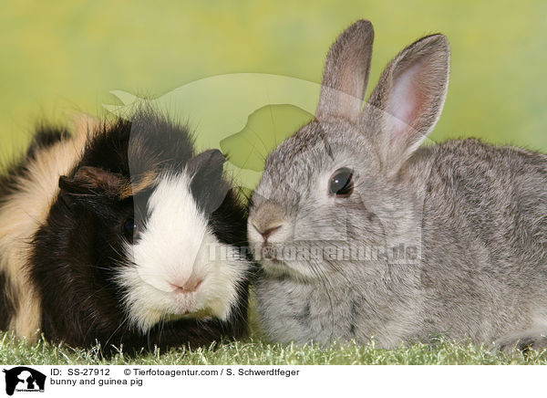 Kaninchen und Meerschwein / bunny and guinea pig / SS-27912