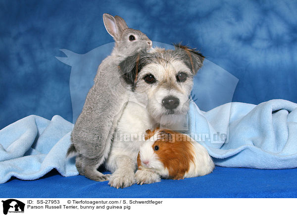 Parson Russell Terrier, Kaninchen und Meerschwein / Parson Russell Terrier, bunny and guinea pig / SS-27953