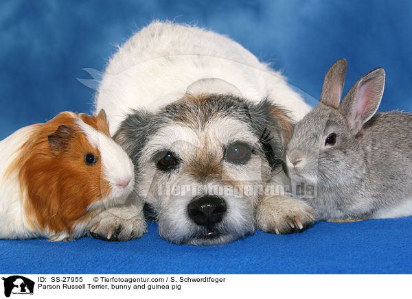Parson Russell Terrier, Kaninchen und Meerschwein / Parson Russell Terrier, bunny and guinea pig / SS-27955