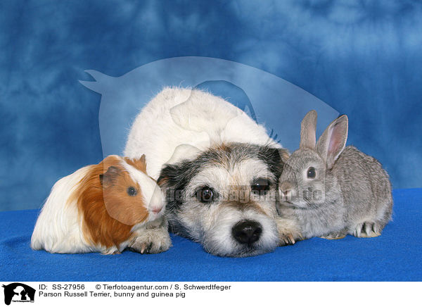 Parson Russell Terrier, Kaninchen und Meerschwein / Parson Russell Terrier, bunny and guinea pig / SS-27956