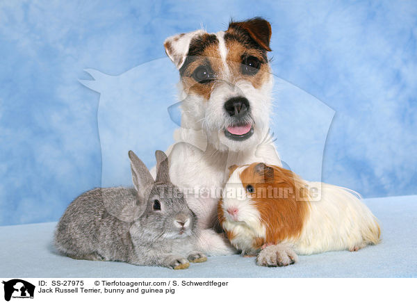 Parson Russell Terrier, Kaninchen und Meerschwein / Parson Russell Terrier, bunny and guinea pig / SS-27975