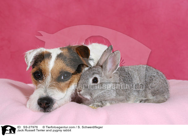 Parsaon Russell Terrier und Zwergkaninchen / Parson Russell Terrier and pygmy rabbit / SS-27976