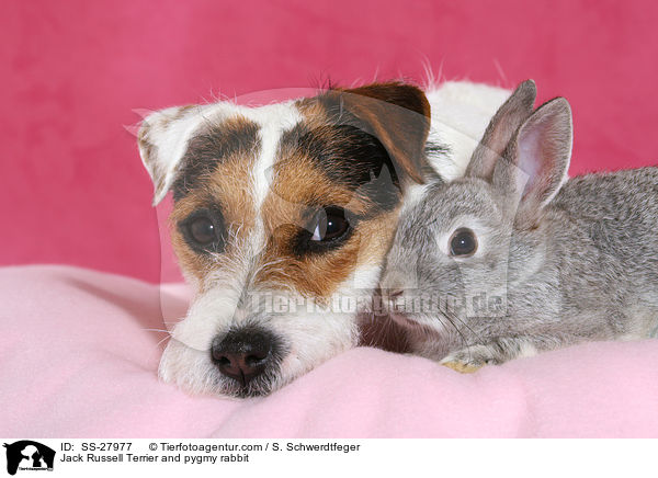 Parsaon Russell Terrier und Zwergkaninchen / Parson Russell Terrier and pygmy rabbit / SS-27977