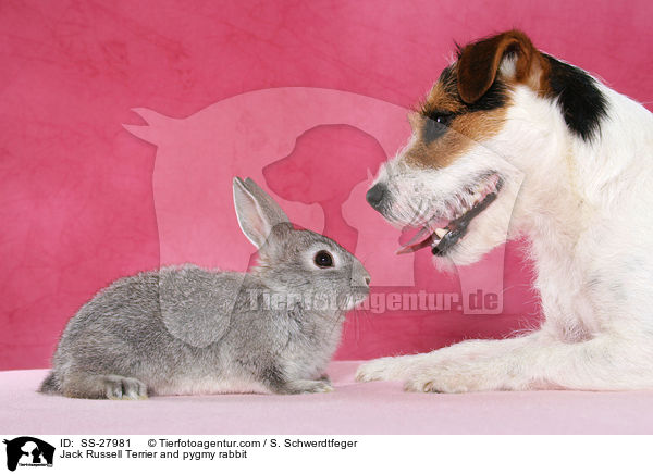 Parsaon Russell Terrier und Zwergkaninchen / Parson Russell Terrier and pygmy rabbit / SS-27981
